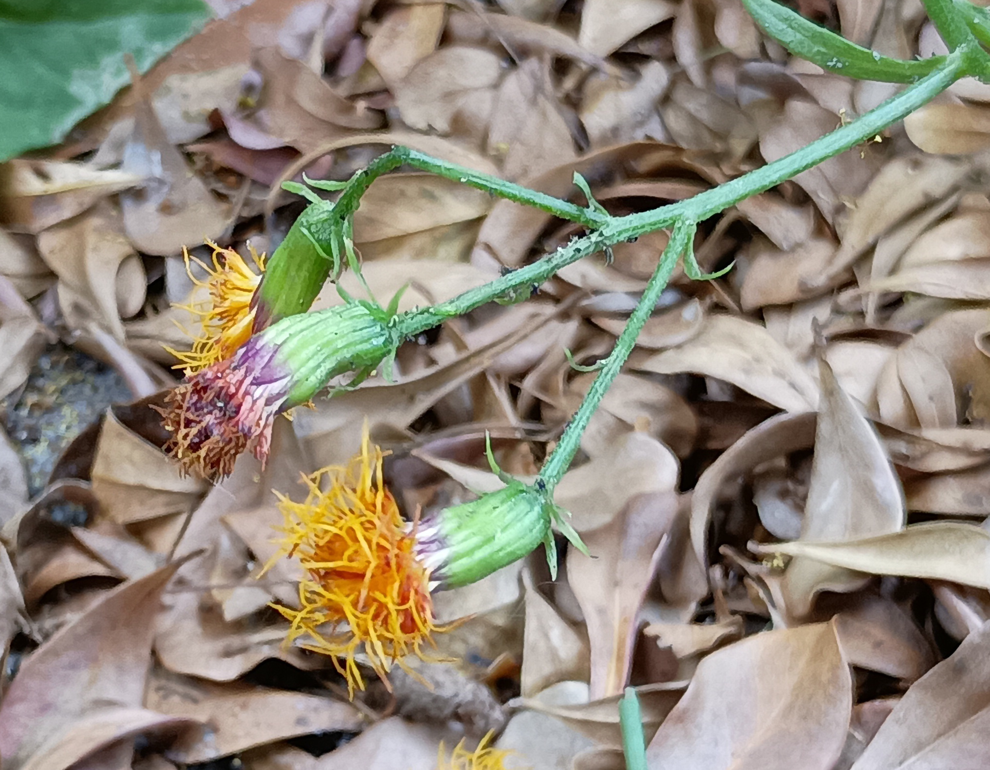 gynura procumbens flower