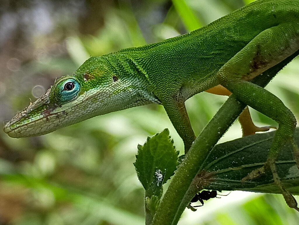 Green anole on weed in May - closeup - Sarasota Florida 05-01-2025